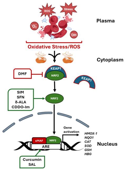 Innovations in Drug Discovery for Sickle Cell Disease Targeting ...