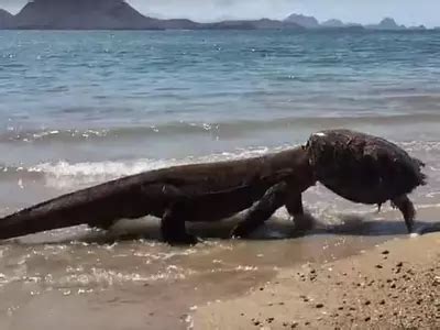 Komodo Dragon Eats Turtle, Then Wears Its Shell Like A Hat