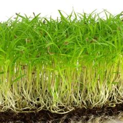 Buy Microgreen Seeds Online India | Microgreen Herb Seeds For Home ...