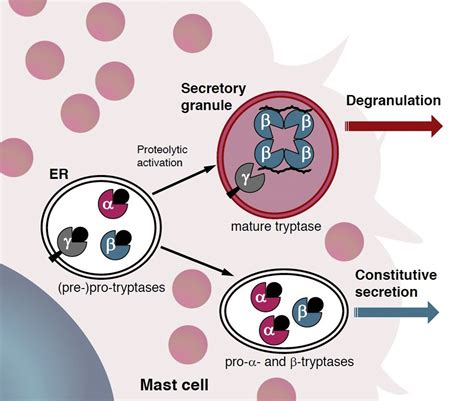 Total Tryptase at Joseph Larrick blog