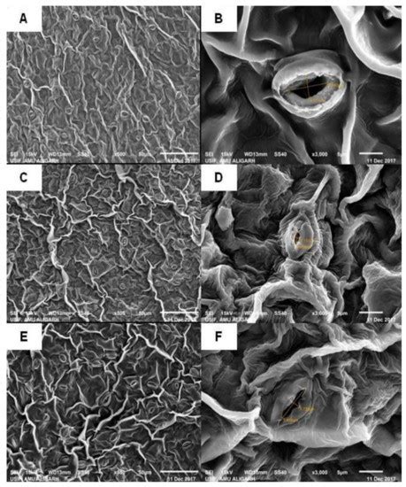 Ethylene Supplementation Combined with Split Application of Nitrogen ...