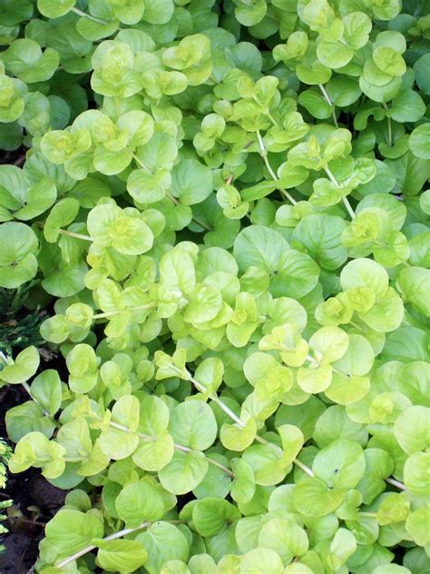 30 Easy Groundcovers for Your Garden | Better Homes & Gardens