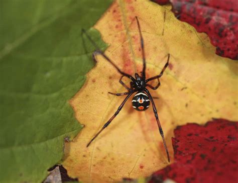 Discover 6 Black Spiders Crawling Around Massachusetts... Are They ...