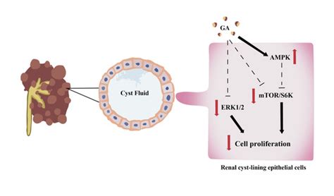 Potential Application of Gambogic Acid for Retarding Renal Cyst ...