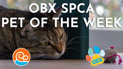 Meet the Outer Banks SPCA Pet of the Week, Lisa | Island Free Press