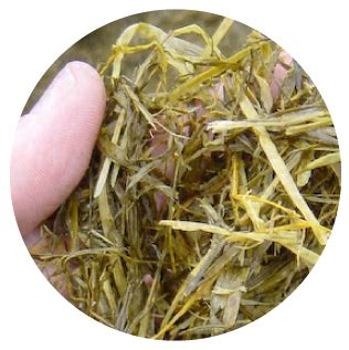 Silage Sampling Core 的图像结果
