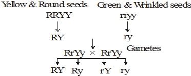Genetics Class 10 Notes Science Free PDF