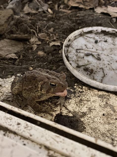 Image result for Common Toad Eating