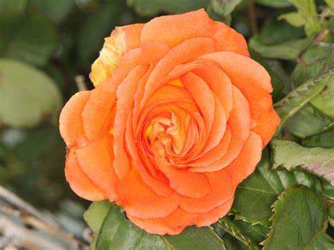 I have two bushes with similar salmon/orange blooms. Great color, but ...