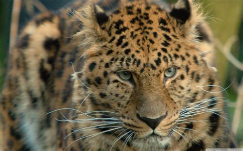 amur 的图像结果