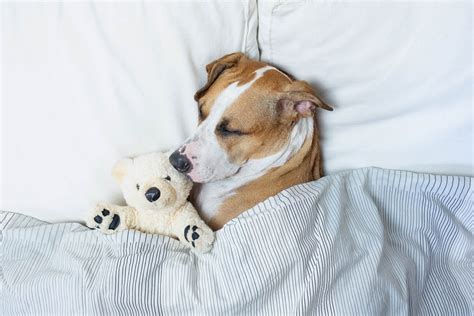 Dog Questions 的图像结果