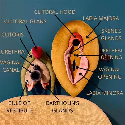 VULVA DELUXE Model, Vulva Anatomy Set With Detachable Clitoris, Skene’s ...