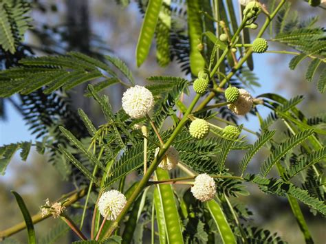 Leucaena leucocephala (Lam.) de Wit | Plants of the World Online | Kew ...