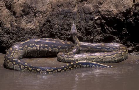 Image result for African Rock Python Eating Crocodiles