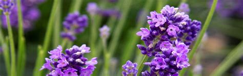 Lavender Thumbelina Leigh - Gardening Solutionz