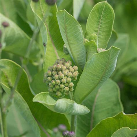 Forager's Guide to Milkweed