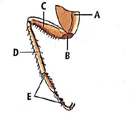 In the given diagram of a leg of cockroach, parts have been indicated ...
