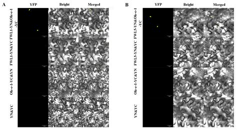 Ole-e-1 Interacts with FWL Genes to Modulate Cell Division and ...