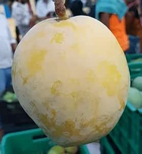 Zaman Stores A Gardening Grafted Original Malda Verity Outdoor Living ...