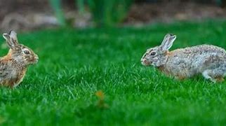 Image result for Rabbit Attacking