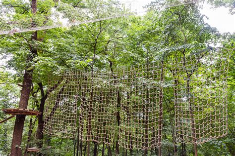 Forest Adventure 的图像结果