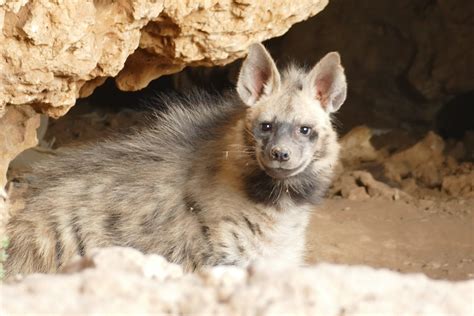 Striped Hyena Face