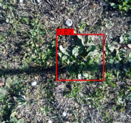 Image result for Arduino Weed Identifier Python