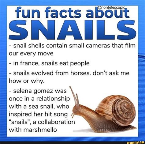 Bout fun facts ab SNAI LS snail shells contain small cameras that film ...