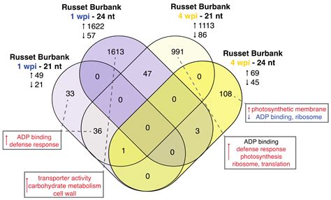 Transcriptome and Small RNA Profiling of Potato Virus Y Infected Potato ...