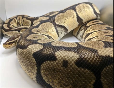 Image result for Snake Discovery Ball Python