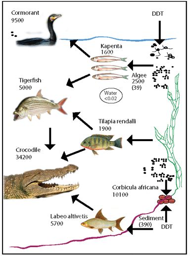 Mean levels of DDT (ng/g in fat) in the Lake Kabira ecosystem (Berg ...