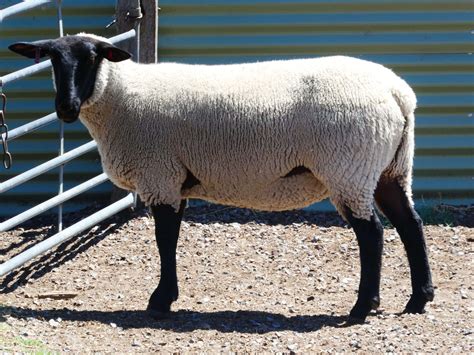 2026 Suffolk Ewe Auction - Suffolk Sheep Breeders Association Victoria