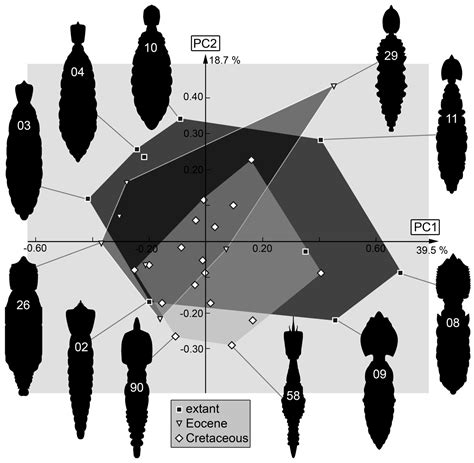 An Expanded View on the Morphological Diversity of Long-Nosed Antlion ...