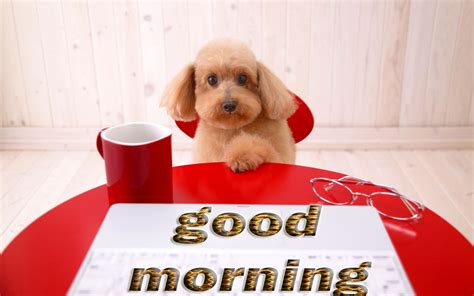 Image result for Good Morning Cockapoo
