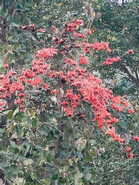 PALASHGRAM ECO RESORT (Matha) - Hostel Reviews, Photos, Rate Comparison ...