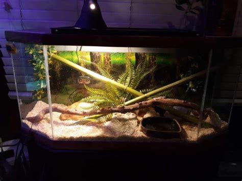 Image result for Python Fish Tank