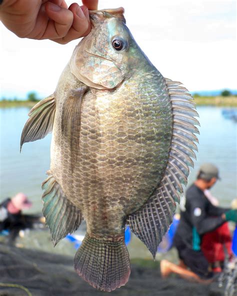 Wild-Caught vs Farm-Raised Fish: Learn to Recognize the Differences