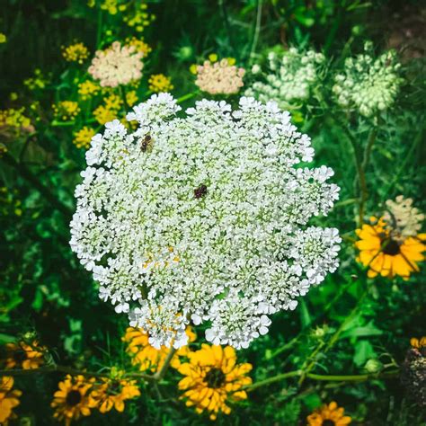 Queen Annes Lace Flower