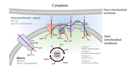 Image result for Diffusion Function Cell Membrane