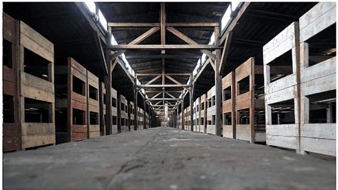 The Holocaust - Year 7 PDF Download