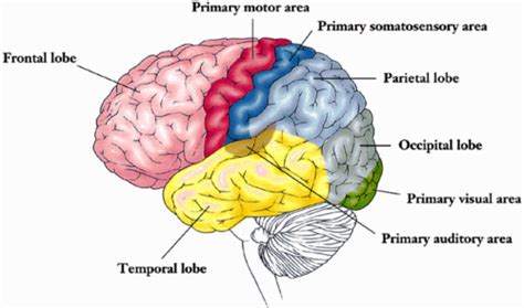 Image result for Brain Exploding Vector