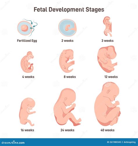 Early Stages Of Pregnancy Fetal Development at Harrison Trethowan blog