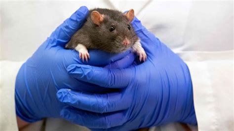World Lab Animal Day 2023 : ஆய்வக விலங்குகளுக்கு ஆதரவாக ஓங்கி ஒலிக்கும் ...