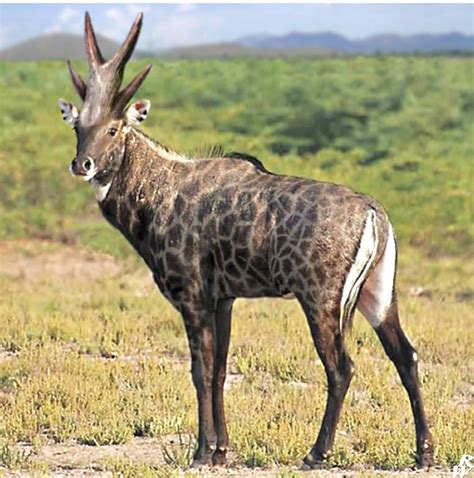 Bramatherium: Prehistoric Giraffe Genus in Asia