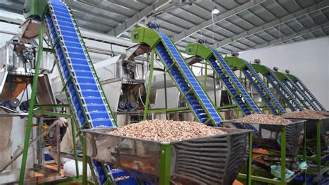 Cashew Kernel Processing