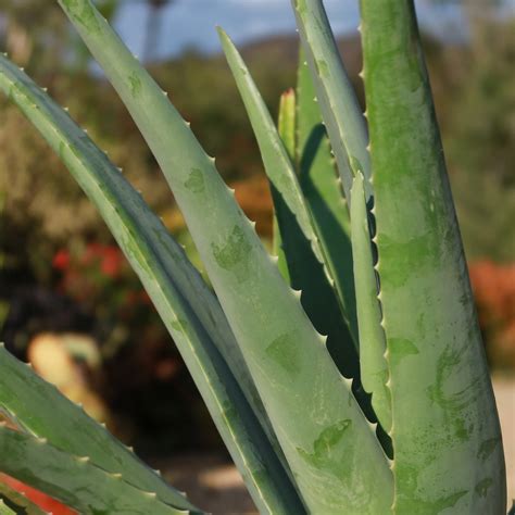 Buy 'Large Aloe Vera Plants - Aloe barbadensis' Care and Growing Guide ...