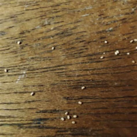 Can Fleas Live on Hardwood Floors? Essential Facts & Prevention