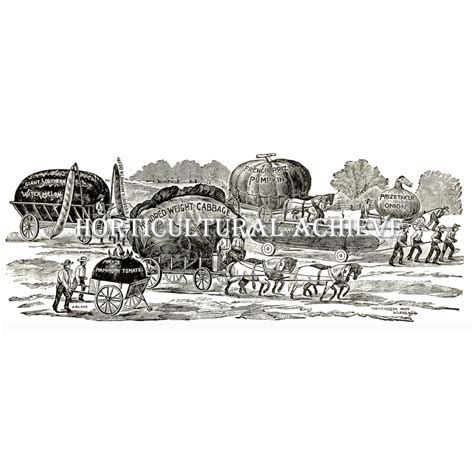 Humulus・ヒュムラス | Horticultural Achieve