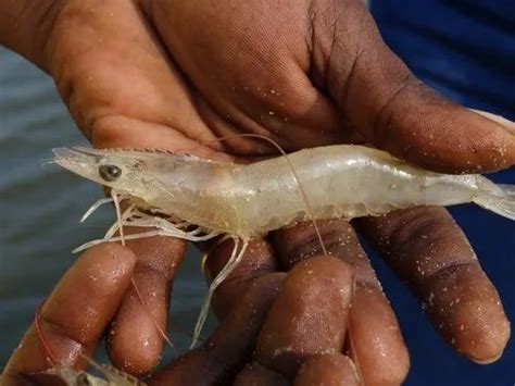 Bioclean Aqua Plus - Aqua Probiotics For Vannamei Shrimp, probiotics ...