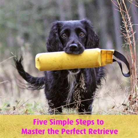 Image result for Training Retrieving Dogs